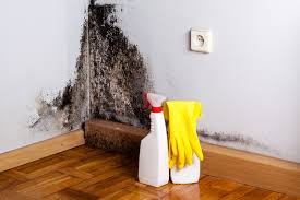 Best Mold Damage Restoration  in Bloomfield, IA